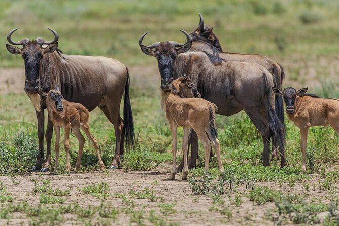 6 Days Serengeti Wildebeest Migration Safari - FAQs