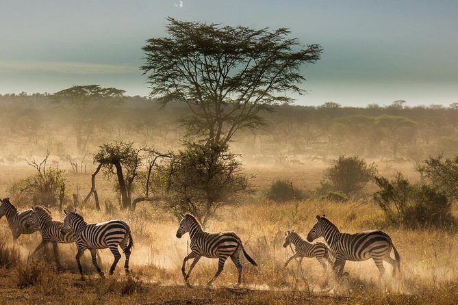 6 Days Tanzania Budget Camping Safari - An In-Depth Look at the Itinerary