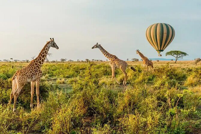 6 Days Tanzania Bush Experience Safari - Key Points