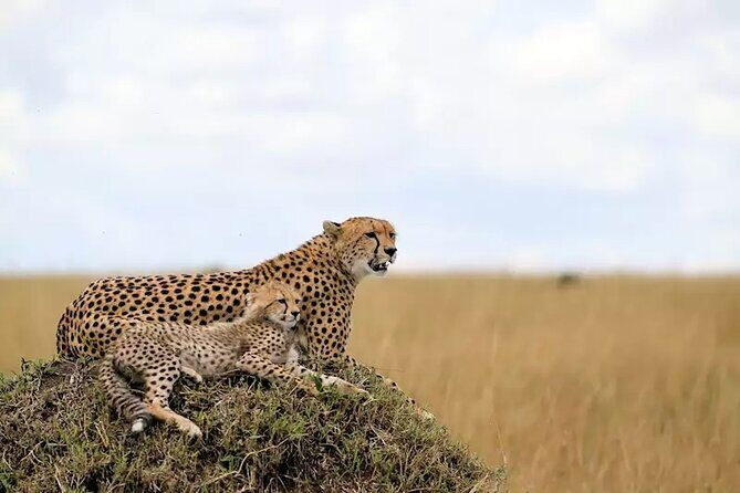 6 Days Tanzania Bush Experience Safari - What Makes This Tour Stand Out?