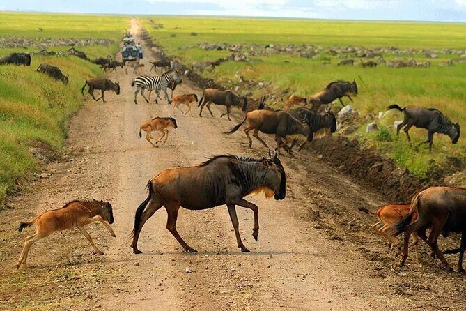 6 Days Tanzania Bush Experience Safari - Who Is This Tour Perfect For?