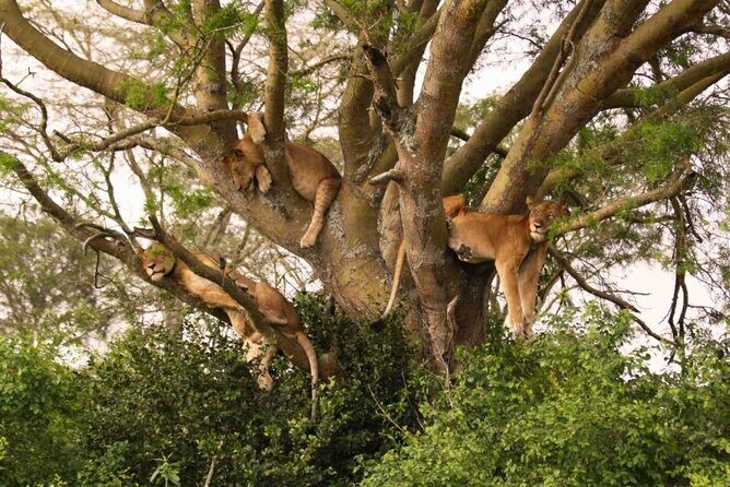 6 Days Tanzania Bush Experience Safari - FAQ