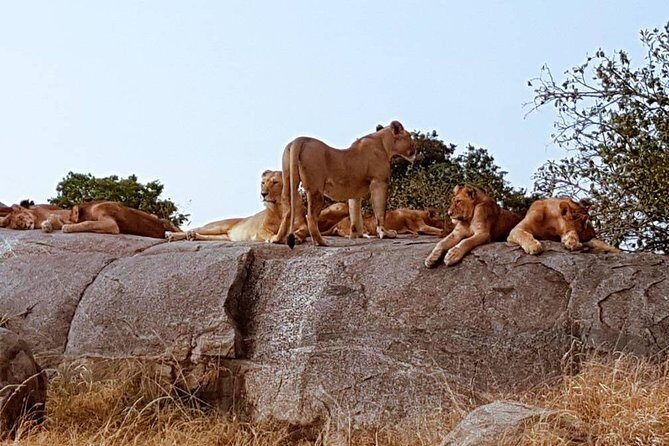 6 Days Tanzania Classic Safari - Who Is This Tour Best For?