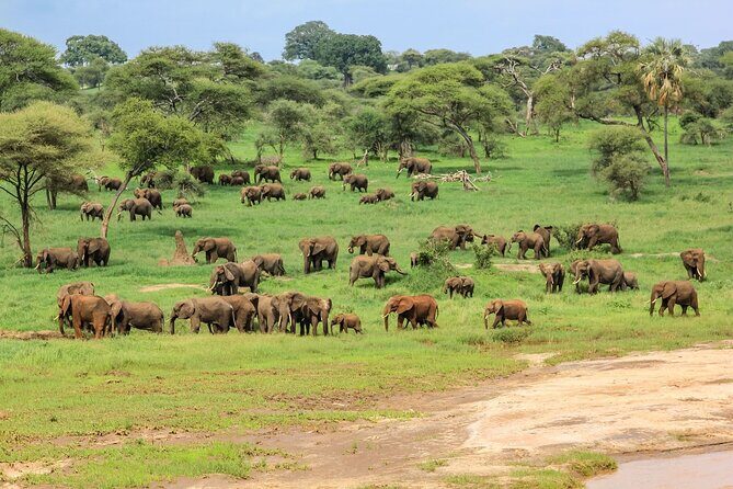 6 Days Tanzania Classic Safari - FAQ