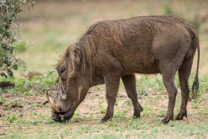 6 Days Tanzania Luxury Safari Tour - Practicalities and Considerations
