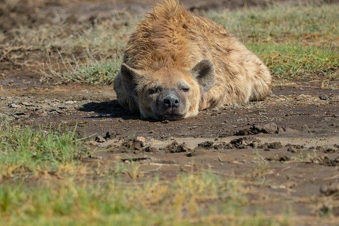 6 Days Tanzania Luxury Safari Tour - Final Thoughts