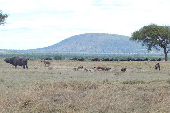 6 Days Tanzania Northern Circuit Experience - Practical Considerations