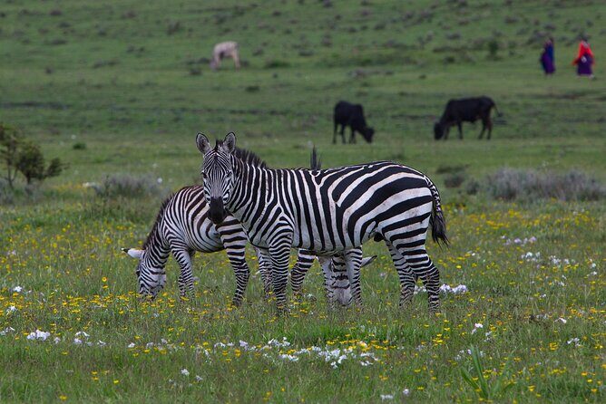 6 Days Tanzania Northern Circuit Safari - Why This Tour Could Be Perfect for You