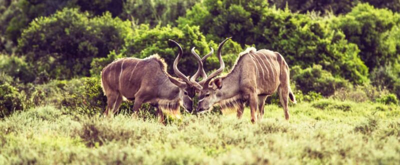 6 days Tanzania Safari & Cultural tour, wildlife wonder - Practical Tips for Travelers
