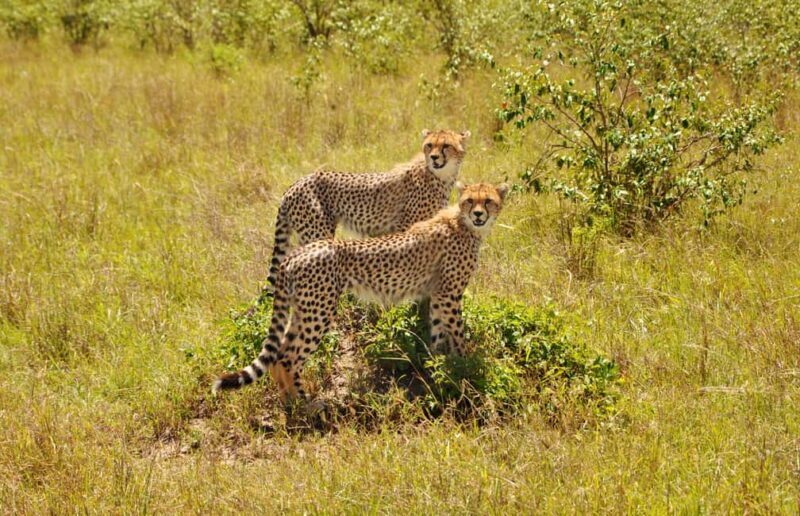 6 Days Tanzania Wildlife in the Heart of Africa's - A Close Look at the 6-Day Tanzania Wildlife Safari 