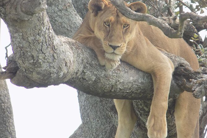 6 Days Tanzania Wildlife Safari Tour - Key Points