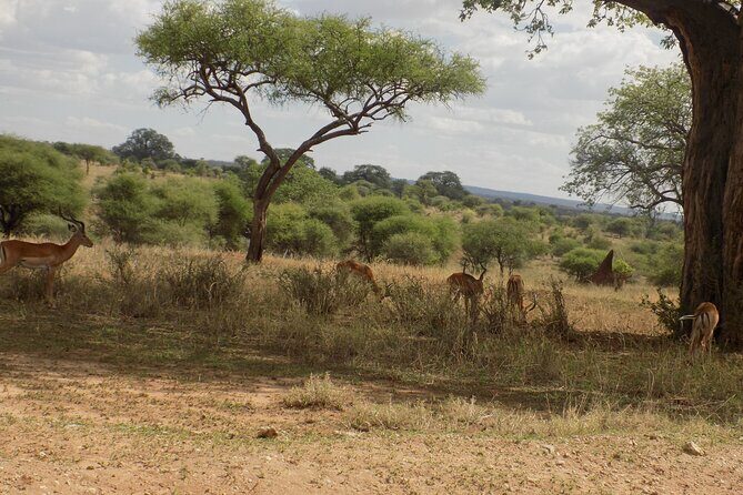 6 Days Tanzania Wildlife Safari Tour - The Experience of Traveling with Martial Adventure Safaris