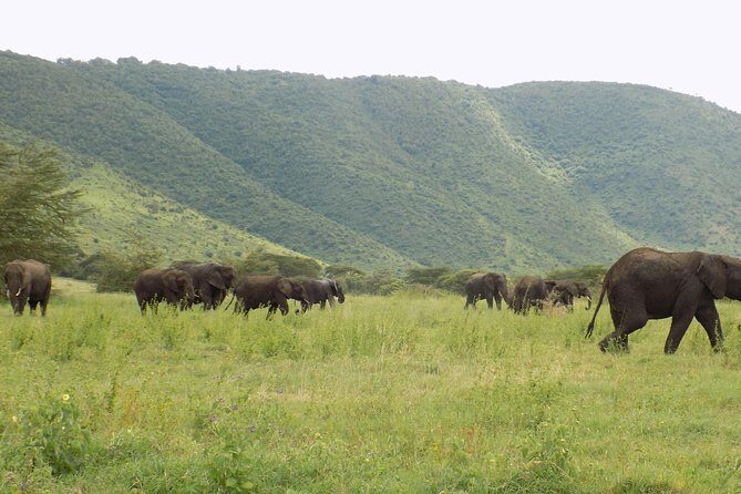 6 Days Tanzania Wildlife Safari Tour - Practical Tips for Future Travelers