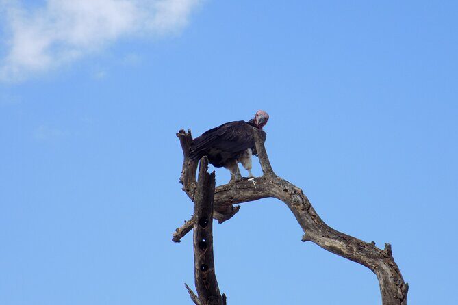 6 Days Tanzania Wildlife Safari Tour - The Sum Up: Who Should Consider This Safari?