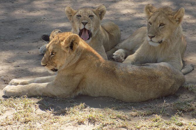 6 Days Tanzania Wildlife Safari Tour - Frequently Asked Questions