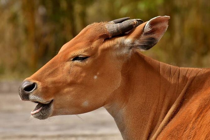 6 Days Tarangire,Serengeti, Ngorongoro & Manyara Mid-range Camping Safari Tour - Introduction: A Closer Look at the 6-Day Safari