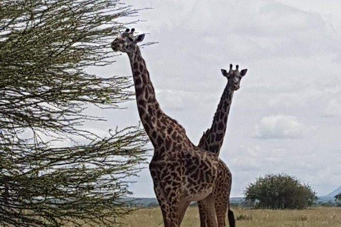 6 Days Tarangire,Serengeti, Ngorongoro & Manyara Mid-range Camping Safari Tour - Why This Tour Is a Great Fit