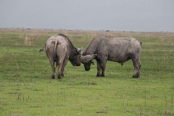 6 Days Tarangire,Serengeti, Ngorongoro & Manyara Mid-range Camping Safari Tour - Final Thoughts: Who Should Consider This Safari?