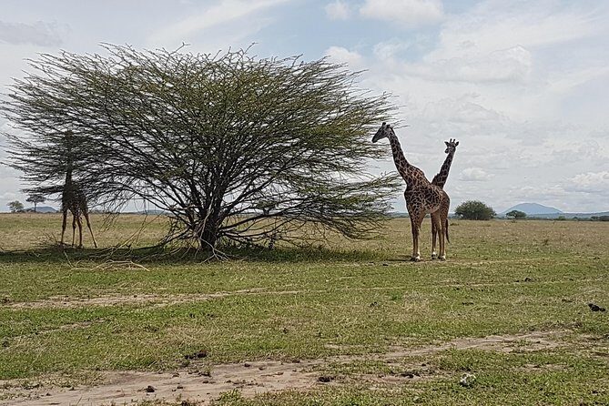 6 Days Tarangire,Serengeti, Ngorongoro & Manyara Mid-range Camping Safari Tour - FAQs