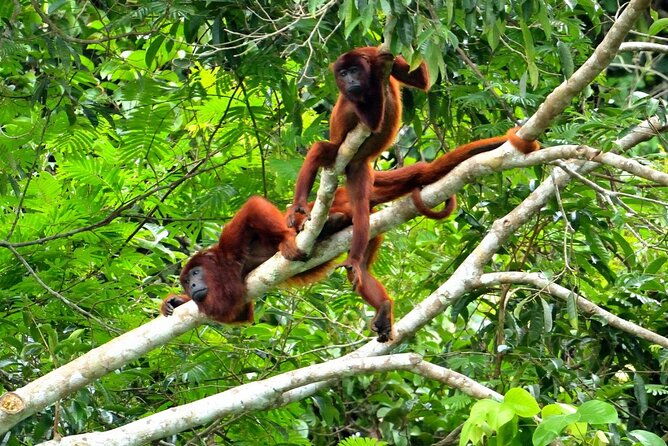 6-days-tour-in-manu-national-park-cusco-puerto-maldonado