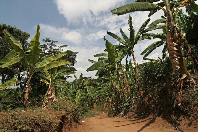 6 Days Trekking Marangu Route Mount Kilimanjaro - The Complete 6-Day Marangu Route Experience