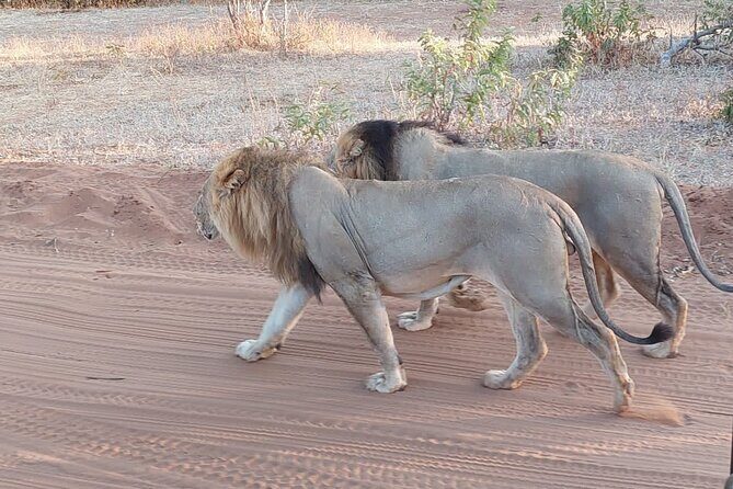 6 Days Victoria Falls Chobe Wildlife and Okavango Delta Tour - Transportation & Group Size