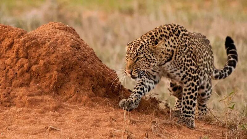 6 Days Wildlife Aberdares-Nakuru-Naivasha-Masai Mara Safari. - An In-Depth Look at the 6-Day Kenya Safari Experience