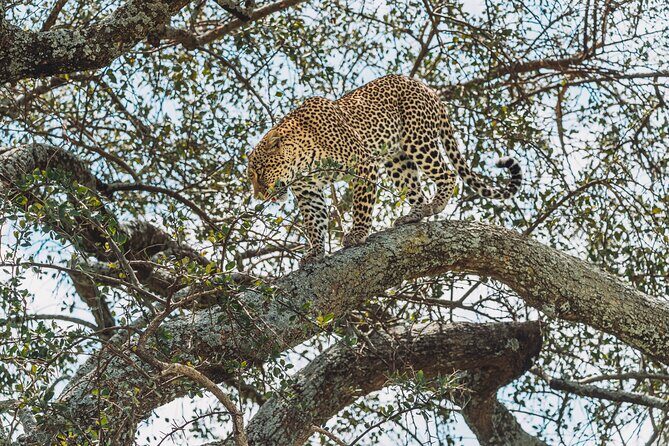 6-DayThe Best of Northern Tanzania Safari - Final Thoughts