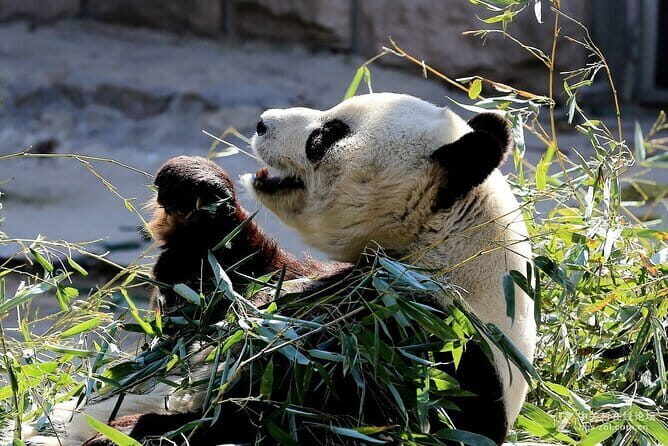 6-Hour Beijing Modern Architectures Private Tour - FAQs