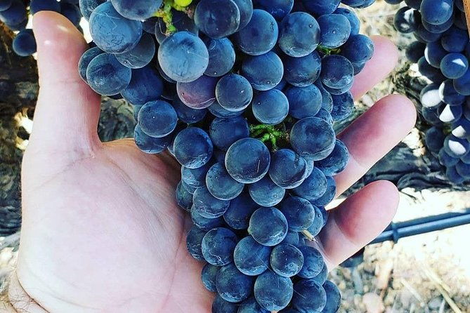 6-hour-luxury-napa-wine-tasting-tour-with-route-planning