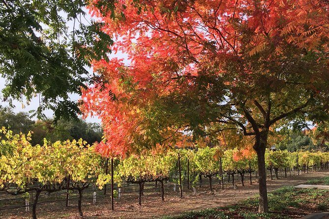 6 Hour Napa or Sonoma Valley Wine Tour by Private SUV - Key Points
