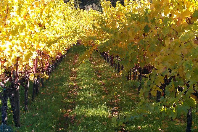 6 Hour Napa or Sonoma Valley Wine Tour by Private SUV - Pricing and Value