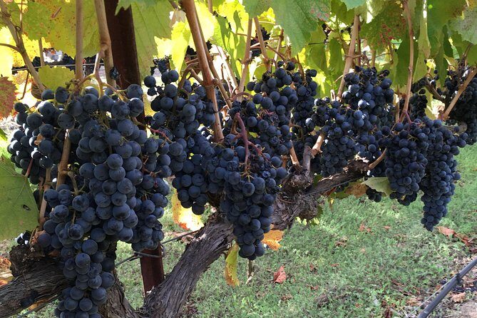 6 Hour Napa or Sonoma Valley Wine Tour by Private SUV - Who Will Love This Tour?