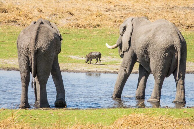 6 Hour Pilanesberg Open Vehicle Safari from Johannesburg - Key Points  