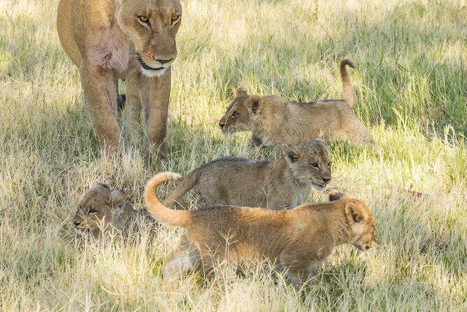 6 Hour Pilanesberg Open Vehicle Safari from Johannesburg - What to Expect from the 6-Hour Pilanesberg Safari  