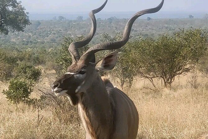 6 Hour Pilanesberg Open Vehicle Safari from Johannesburg - The Sum Up  