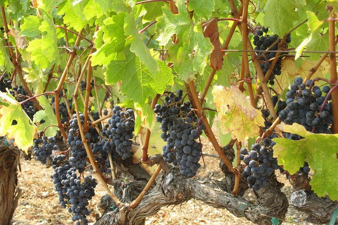 6-hour-private-wine-country-tour-of-napa-in-crossover-suv-up-to-6-people