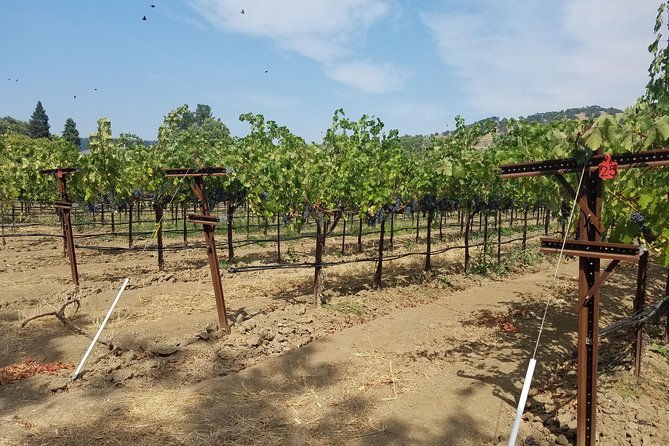 6-hour-private-wine-tasting-tour-with-a-sample-stops