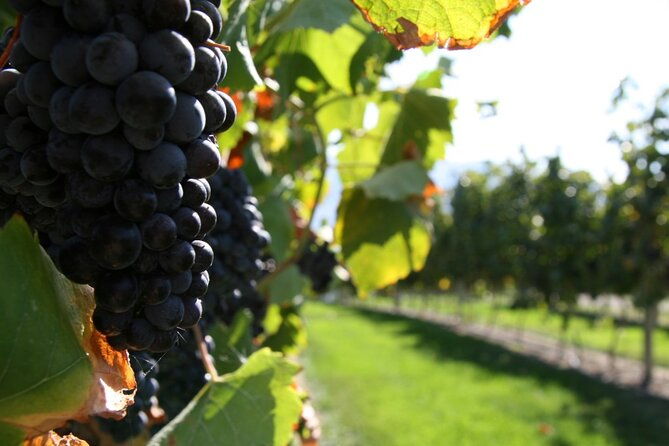 6-hour-sonoma-pinot-noir-and-or-zinfandel-wine-tasting-tour