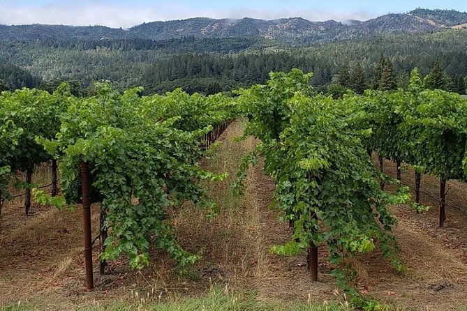 6-hour-sonoma-wine-tasting-tour-from-san-francisco