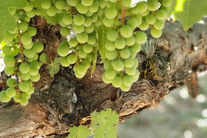 6-hour-sonoma-wine-tasting-tour-from-san-francisco