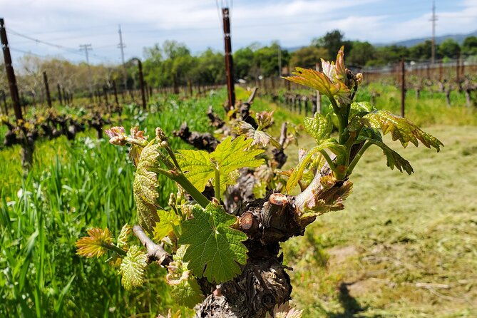 6-hour-sparkling-wine-tour-of-napa-valley