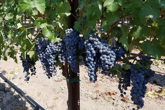 6-hour-wine-country-tour-from-san-francisco