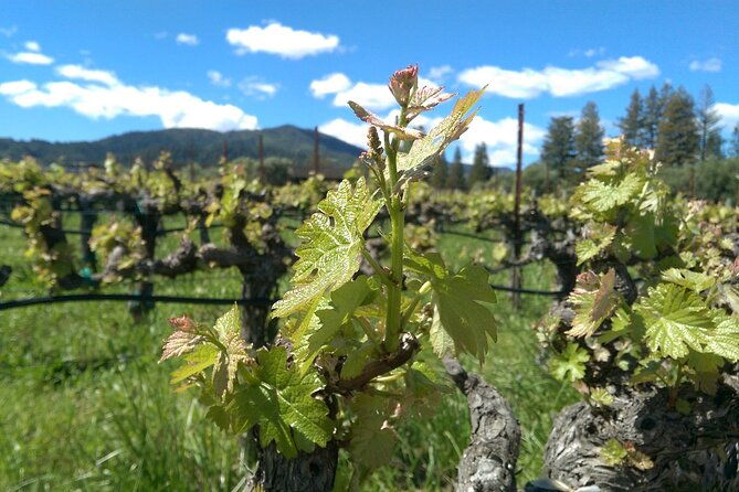 6-hour-wine-country-tour-from-san-francisco