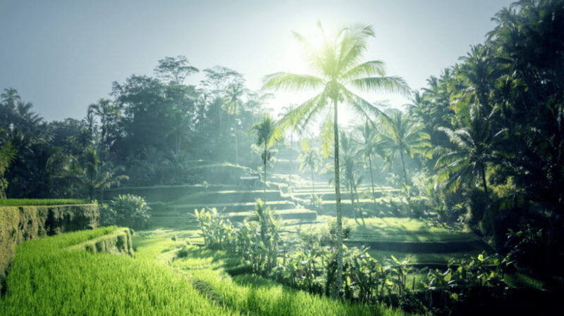 6-hours-car-charter-for-ubud-day-tour