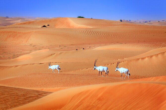6 Hours Private Guided Classic Heritage Safari Tour in Dubai - Final Thoughts