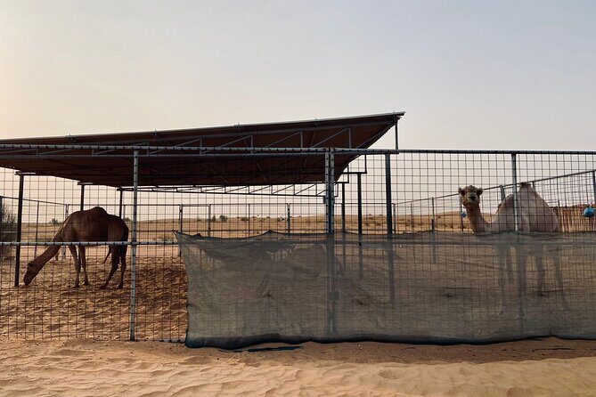 6 Hours Private Guided Classic Heritage Safari Tour in Dubai - Final Words
