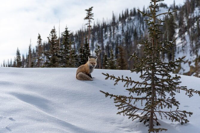 6-hr-private-wildlife-hiking-tour-in-rocky-mountain-national-park