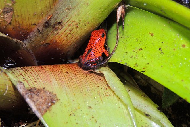 6-in-1-rainforest-adventure-from-san-jose