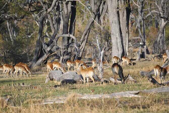 6 Nights 7 days Zebra Trail Moremi - An In-Depth Look at the Itinerary